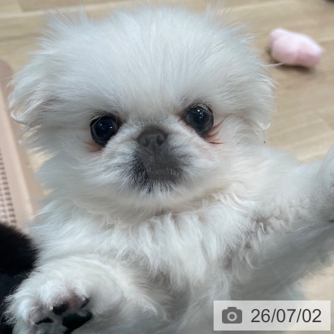 ペキニーズの写真