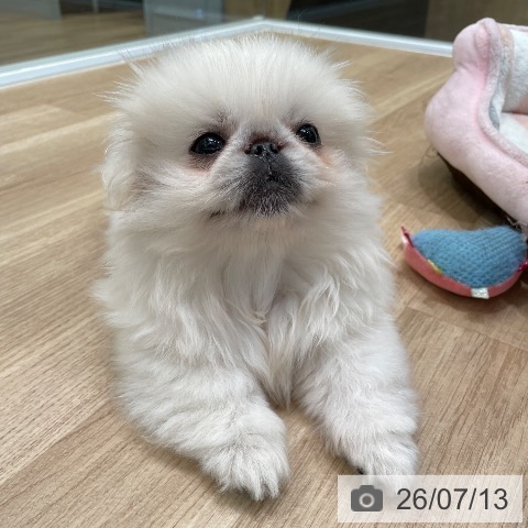 神奈川県のペキニーズ (ペットプラス 天王町店/2026年5月1日生まれ/男の子/ホワイト)の子犬の3枚目の画像