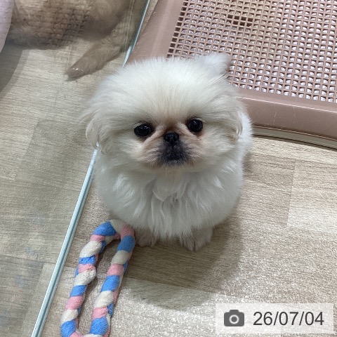 宮城県のペキニーズ (ペットプラス 名取店/2026年5月1日生まれ/女の子/ホワイト)の子犬の3枚目の画像