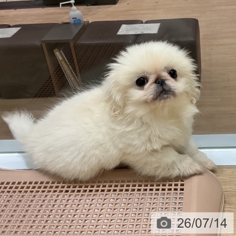宮城県のペキニーズ (ペットプラス 名取店/2026年5月1日生まれ/女の子/ホワイト)の子犬の4枚目の画像