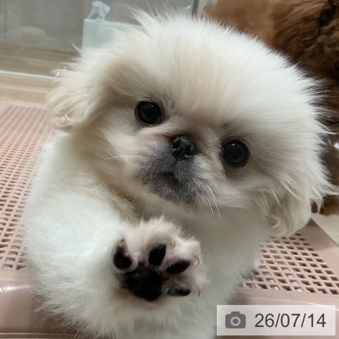 宮城県のペキニーズ (ペットプラス 名取店/2026年5月1日生まれ/女の子/ホワイト)の子犬の3枚目の画像