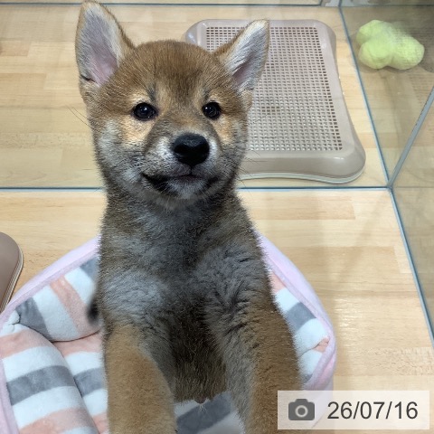 埼玉県の柴犬(標準サイズ) (ペットプラス 羽生店/2026年5月1日生まれ/男の子/赤)の子犬の4枚目の画像