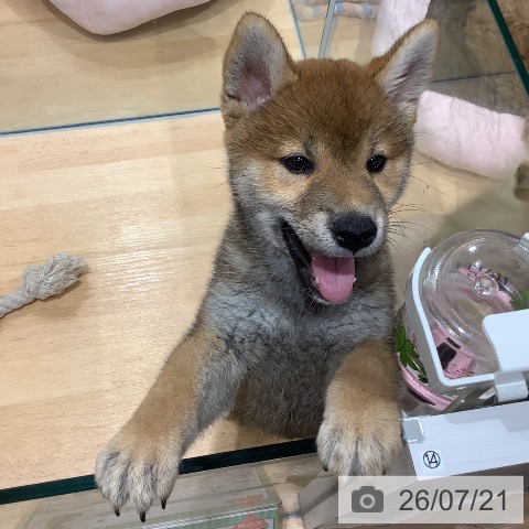 埼玉県の柴犬(標準サイズ) (ペットプラス 羽生店/2026年5月1日生まれ/男の子/赤)の子犬の3枚目の画像