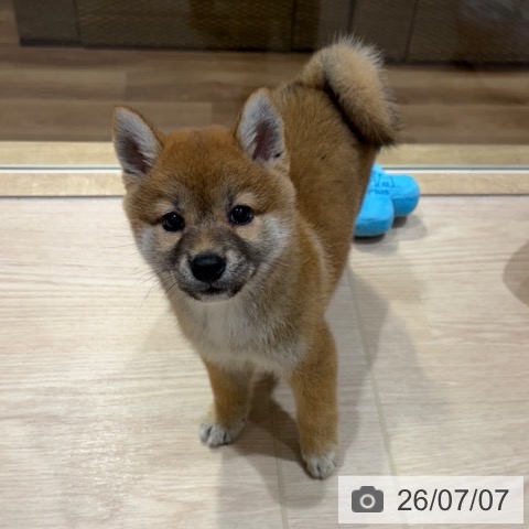 神奈川県の柴犬(標準サイズ) (ペットプラス 川崎ルフロン店/2026年5月1日生まれ/女の子/赤)の子犬の4枚目の画像