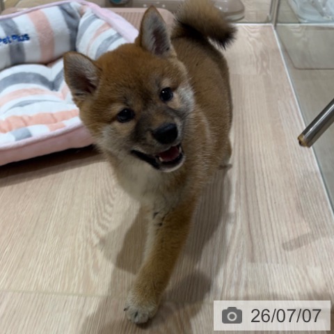 神奈川県の柴犬(標準サイズ) (ペットプラス 川崎ルフロン店/2026年5月1日生まれ/女の子/赤)の子犬の3枚目の画像