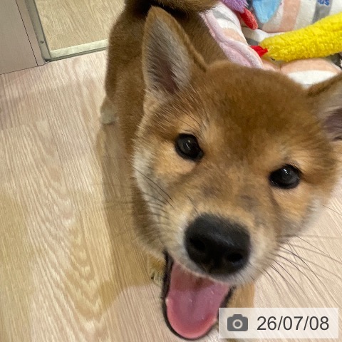 千葉県の柴犬(標準サイズ) (ペットプラス 幕張新都心店/2026年5月1日生まれ/女の子/赤)の子犬の4枚目の画像