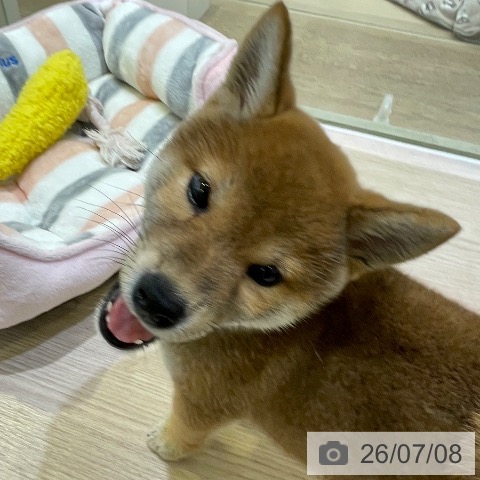 千葉県の柴犬(標準サイズ) (ペットプラス 幕張新都心店/2026年5月1日生まれ/女の子/赤)の子犬の3枚目の画像