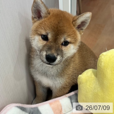 柴の写真