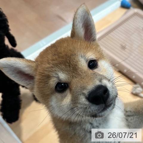 柴の写真