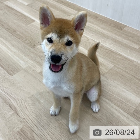 柴の写真
