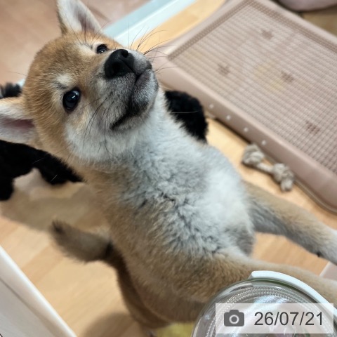 柴の写真