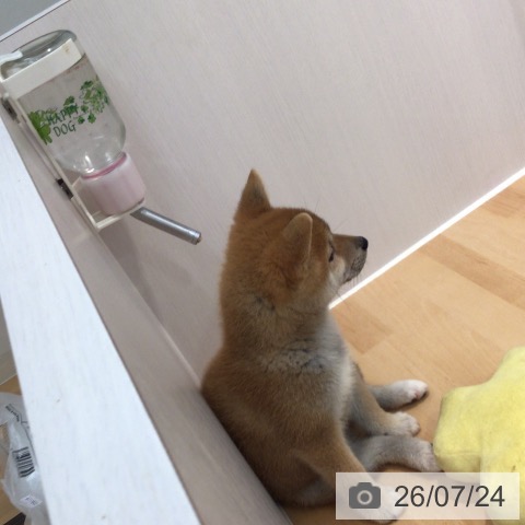 柴の写真