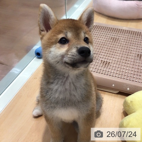 柴の写真