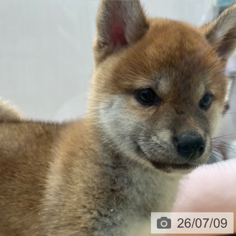 柴の写真