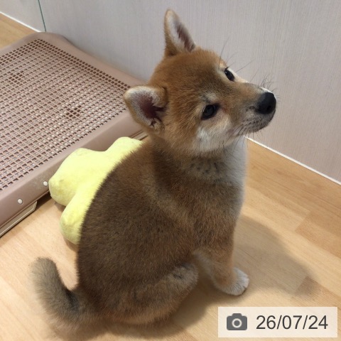 柴の写真