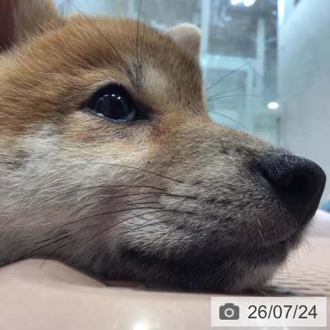 柴の写真