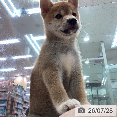 柴の写真