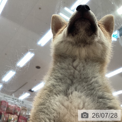柴の写真