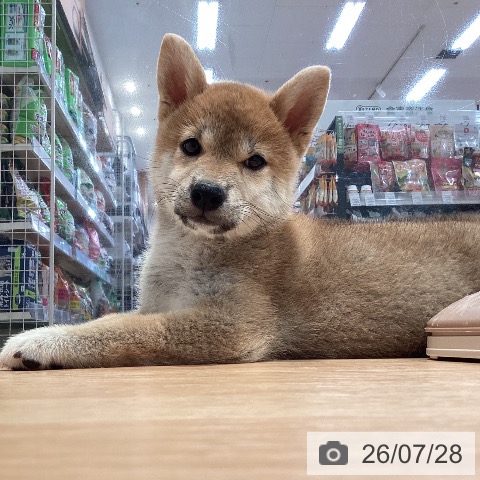 柴の写真