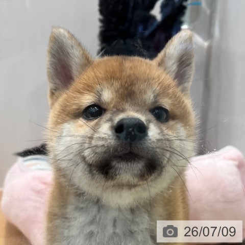神奈川県の柴犬(標準サイズ) (ペットプラス 海老名店/2026年5月1日生まれ/女の子/赤)の子犬の4枚目の画像