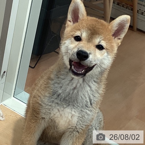 神奈川県の柴犬(標準サイズ) (ペットプラス 海老名店/2026年5月1日生まれ/女の子/赤)の子犬の4枚目の画像