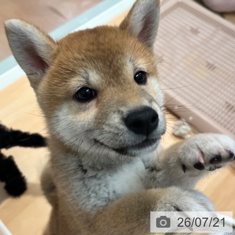 神奈川県の柴犬(標準サイズ) (ペットプラス 海老名店/2026年5月1日生まれ/女の子/赤)の子犬の3枚目の画像