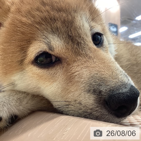 神奈川県の柴犬(標準サイズ) (ペットプラス 海老名店/2026年5月1日生まれ/女の子/赤)の子犬の4枚目の画像