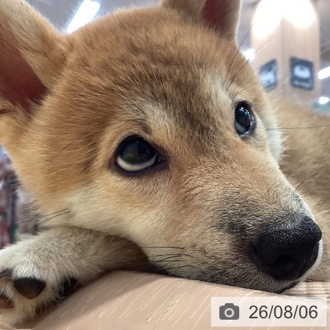 神奈川県の柴犬(標準サイズ) (ペットプラス 海老名店/2026年5月1日生まれ/女の子/赤)の子犬の3枚目の画像