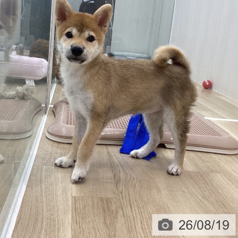 神奈川県の柴犬(標準サイズ) (ペットプラス 相模原並木店/2026年5月1日生まれ/女の子/赤)の子犬の3枚目の画像