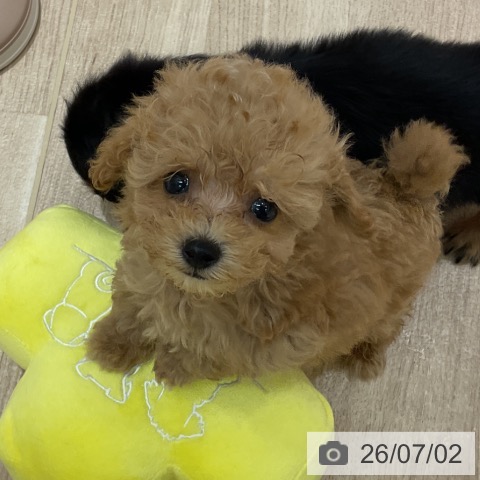 神奈川県のトイプードル(トイ) (ペットプラス モザイクモール港北店/2026年4月26日生まれ/男の子/オレンジフォーン)の子犬の3枚目の画像