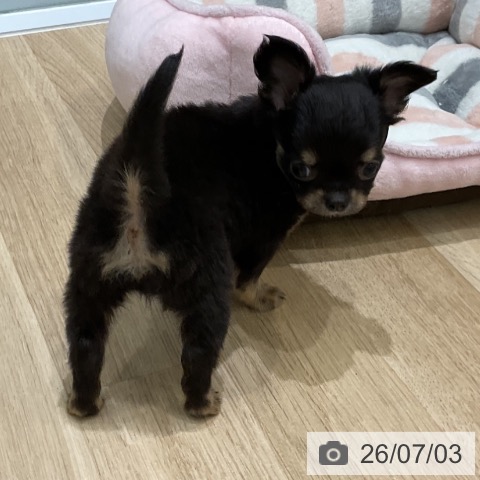チワワの写真