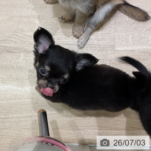 チワワの写真