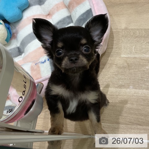 青森県のチワワ(ロング) (ペットプラス 青森浜田店/2026年5月2日生まれ/男の子/ブラックタン)の子犬の3枚目の画像