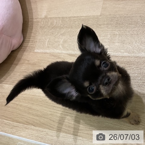 青森県のチワワ(ロング) (ペットプラス 青森浜田店/2026年5月2日生まれ/男の子/ブラックタン)の子犬の4枚目の画像