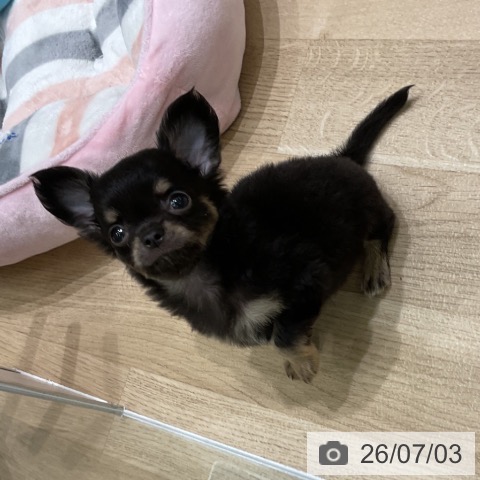 岩手県のチワワ(ロング) (ペットプラス 盛岡南店/2026年5月2日生まれ/男の子/ブラックタン)の子犬の3枚目の画像