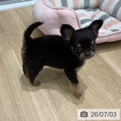 青森県のチワワ(ロング) (ペットプラス 青森浜田店/2026年5月2日生まれ/男の子/ブラックタン)の子犬の3枚目の画像