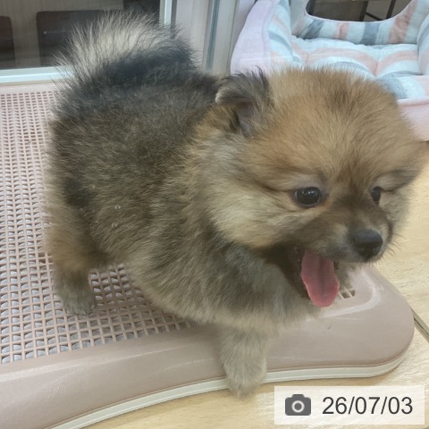 ポメラニアンの写真