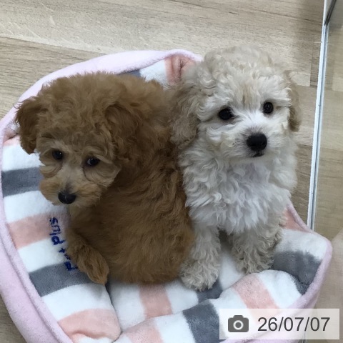 福島県のトイプードル(トイ) (ペットプラス 福島店/2026年5月2日生まれ/女の子/クリーム)の子犬の4枚目の画像