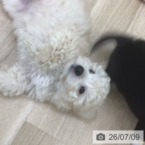 福島県のトイプードル(トイ) (ペットプラス 福島店/2026年5月2日生まれ/女の子/クリーム)の子犬の3枚目の画像