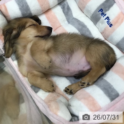 山形県のミニチュアダックスフンド(ロング) (ペットプラス 天童店/2026年5月2日生まれ/男の子/シェーデットイエロー)の子犬の3枚目の画像