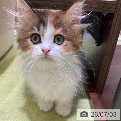 マンチカンの写真