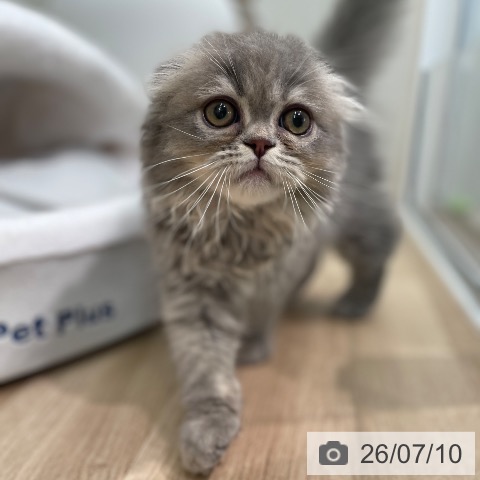 東京都のスコティッシュフォールド (ペットプラス 大井町トラックス店/2026年4月25日生まれ/男の子/ブルー)の子猫の4枚目の画像