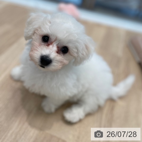 東京都のビションフリーゼ (ペッツワン 南砂町SUNAMO店/2026年5月2日生まれ/女の子/ホワイト)の子犬の4枚目の画像