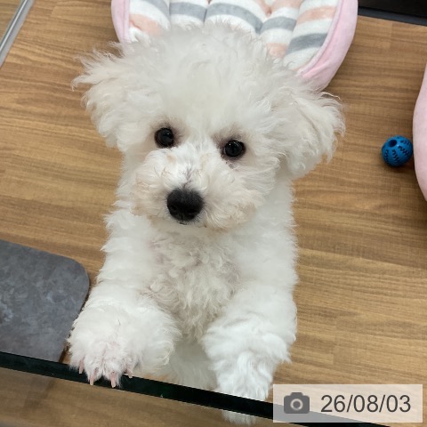 東京都のビションフリーゼ (ペッツワン 青梅インター店/2026年5月2日生まれ/男の子/ホワイト)の子犬の4枚目の画像