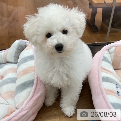 東京都のビションフリーゼ (ペッツワン 青梅インター店/2026年5月2日生まれ/男の子/ホワイト)の子犬の3枚目の画像