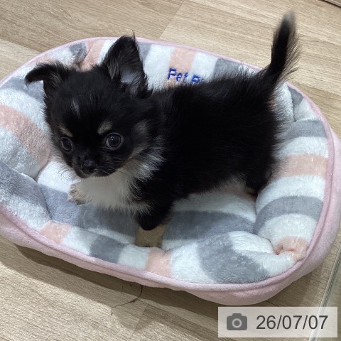チワワの写真