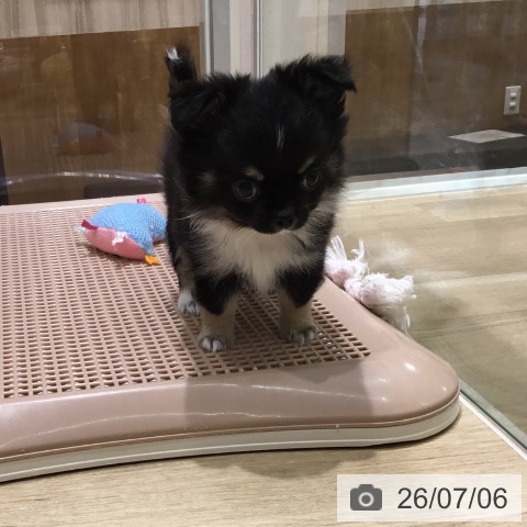 チワワの写真