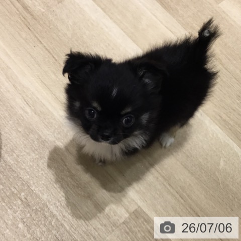 チワワの写真