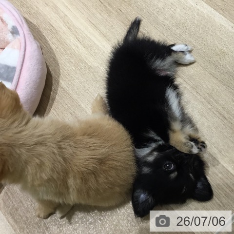 チワワの写真