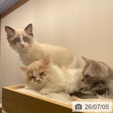 ラグドールの写真